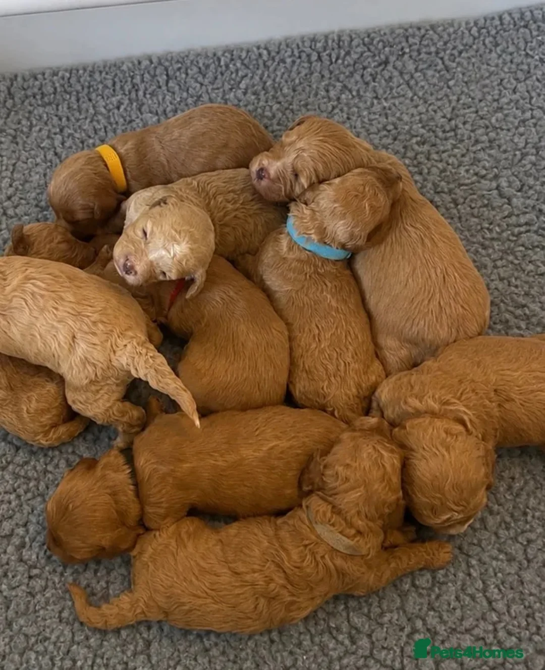 Cavapoo dogs for sale: READY NOW  - Advert 1