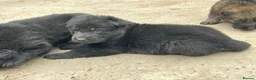 German Shepherd dogs for sale: Elite Czech German Shepherd Puppies Available!!! in Birmingham - Advert 13