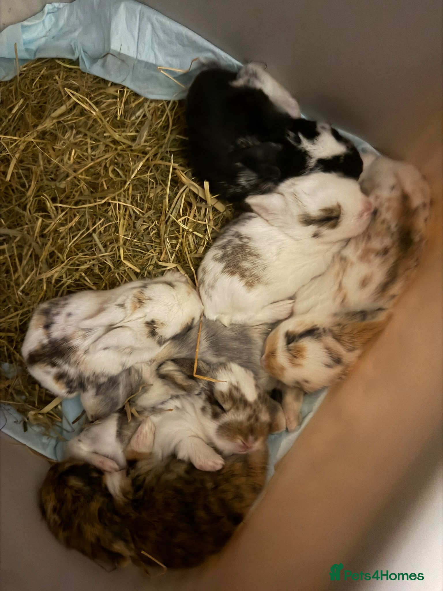 Mini Lop rabbits Last beautiful girl and boy mini lop buns - Advert 17