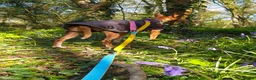 Ibizan Hound dogs for adoption: Cati a lovely calm girl who loves other dogs  in Alfreton - Advert 16