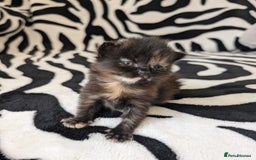 Mixed Breed cats for sale: Kittens - Image 12