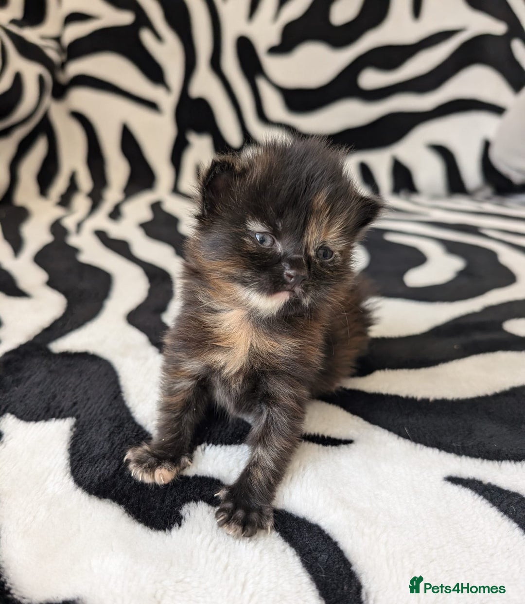 Mixed Breed cats for sale: Kittens - Image 12