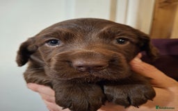 Cocker Spaniel dogs for sale: KC Cocker spaniel puppies  - Image 5