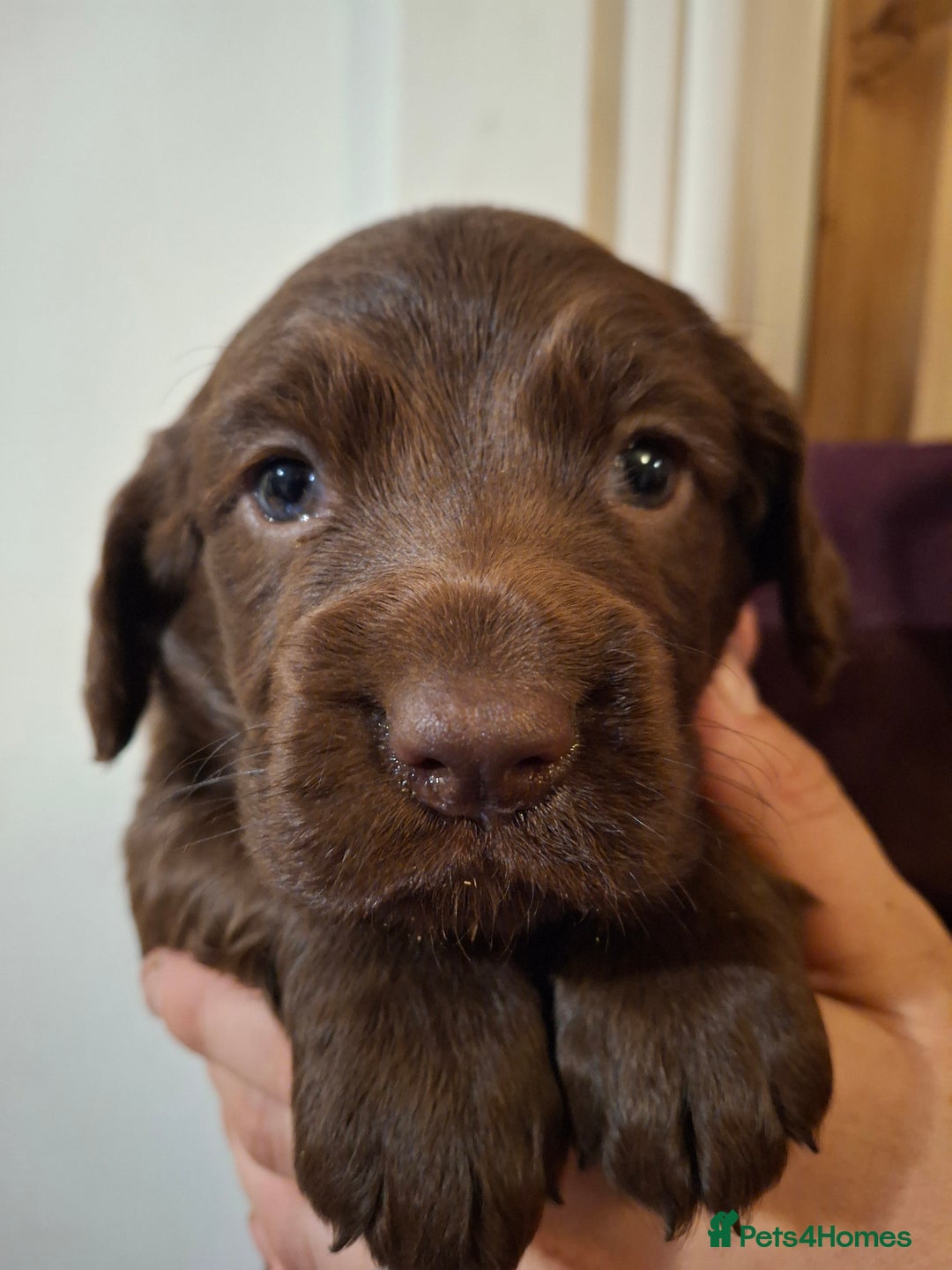 Cocker Spaniel dogs for sale: KC Cocker spaniel puppies  - Image 5