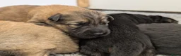 German Shepherd dogs for sale: Quality KC Puppies From Health Tested Parents - Advert 7