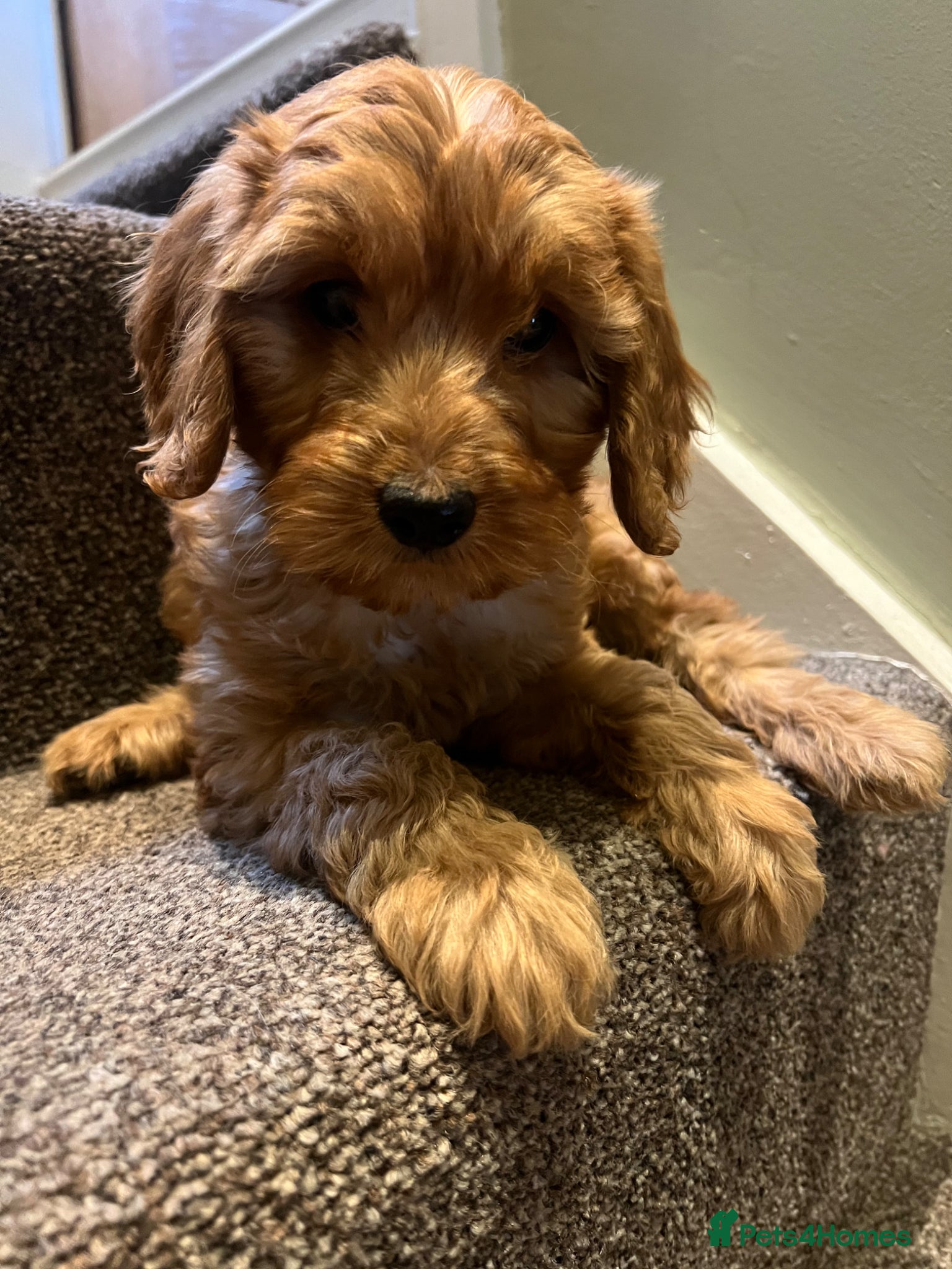 Cockapoo dogs for sale: Lovely litter of F2 cockapoos  - Advert 2