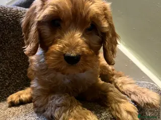 Cockapoo dogs for sale: Lovely litter of F2 cockapoos - Advert 2