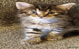 Maine Coon cats for sale: Mainecoon Kittens - Image 13