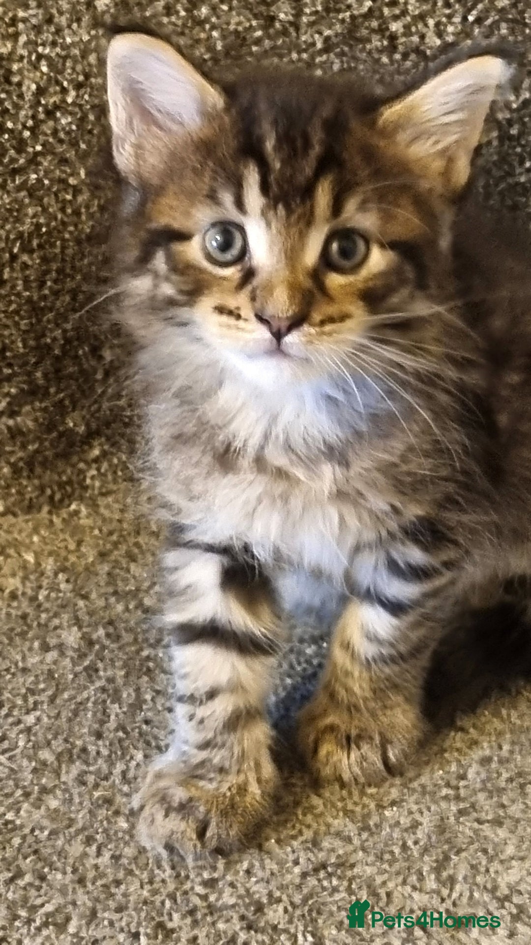 Maine Coon cats for sale: Mainecoon Kittens - Image 13