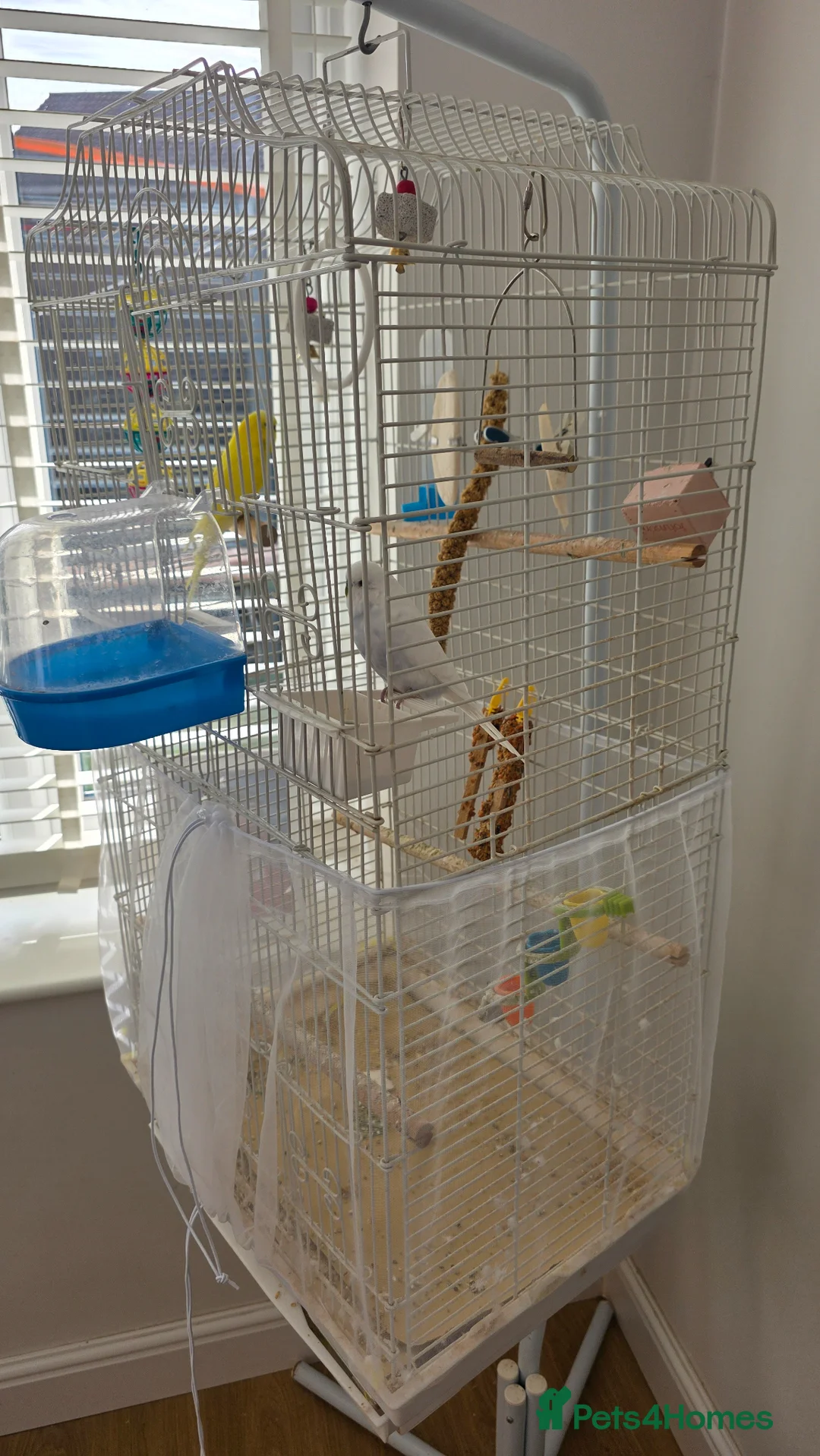 Budgerigars birds for sale: Two male budgies  in Tadley - Advert 3