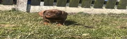 Dachshund dogs for sale: 6 stunning wire haired  puppies for 5⭐️ 🏡 in Keighley - Advert 8