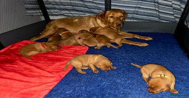 Labrador Retriever dogs - Advert 3