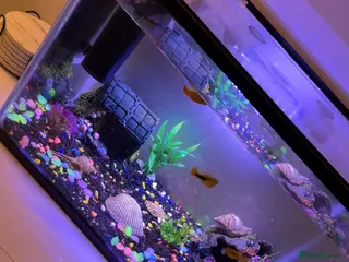 Platies fish 25 litre tank & 8 temperate fish & all accessories - Advert 2