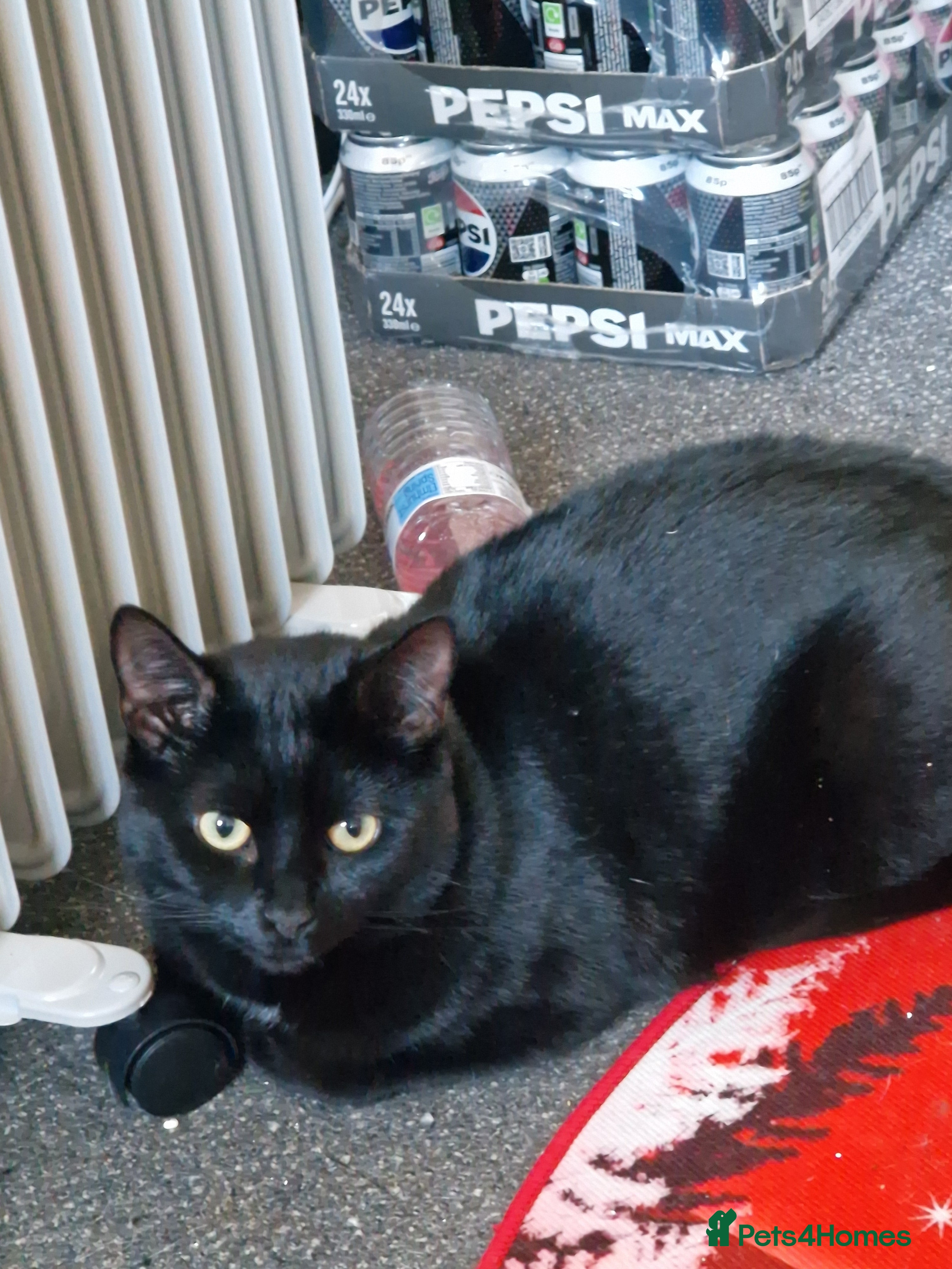 British Shorthair cats Billie - Advert 12