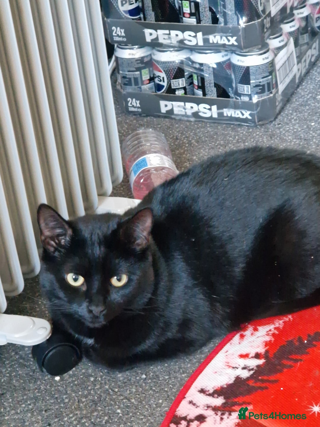 British Shorthair cats for sale: Billie - Advert 1