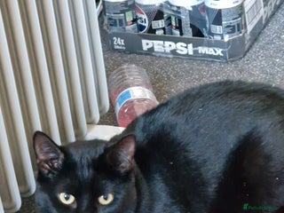 British Shorthair cats Billie - Advert 2