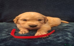 Golden Retriever dogs for sale: Beautiful KC reg Golden Retriever pups - Image 6