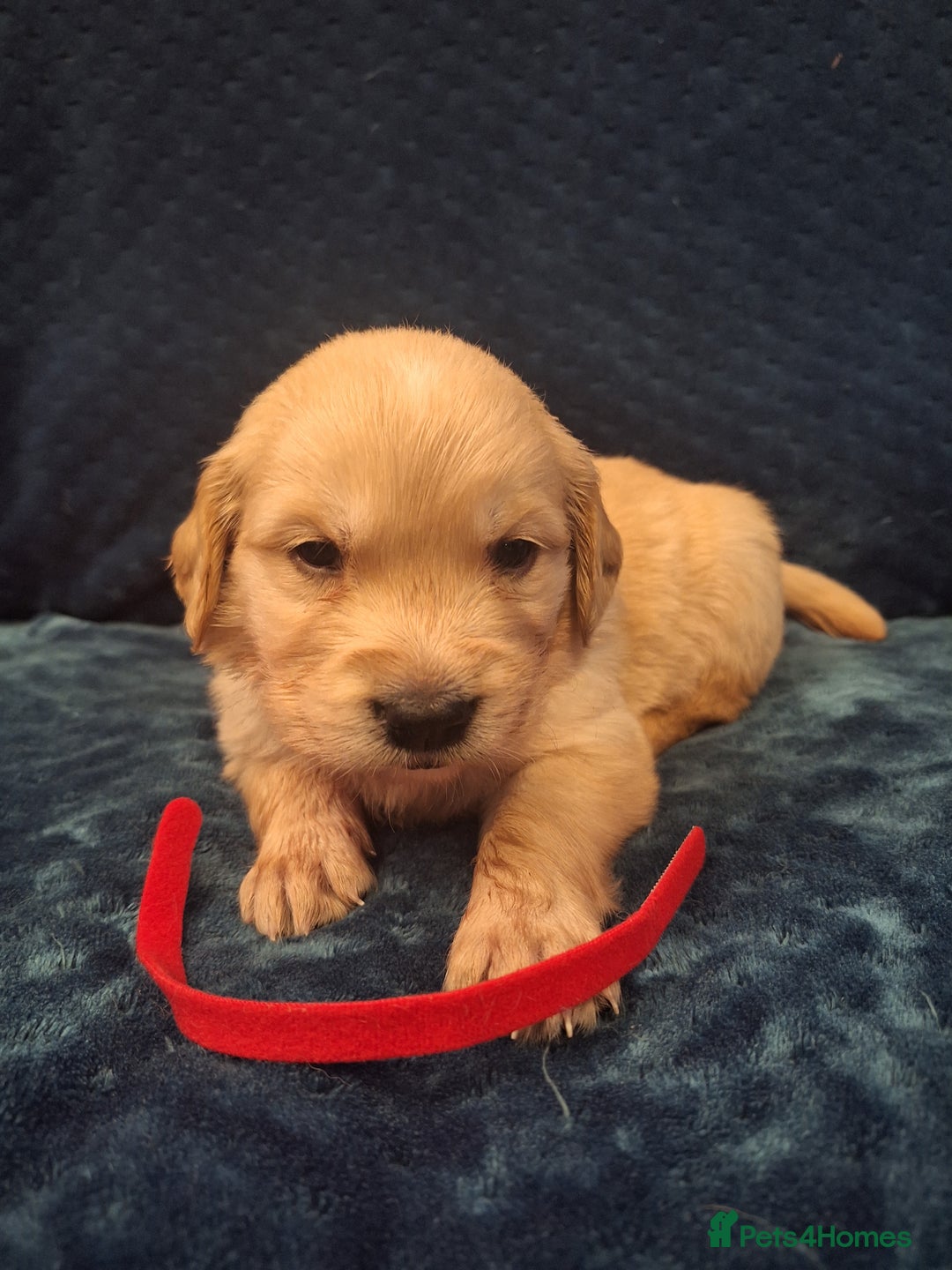 Golden Retriever dogs for sale: Beautiful KC reg Golden Retriever pups - Image 6