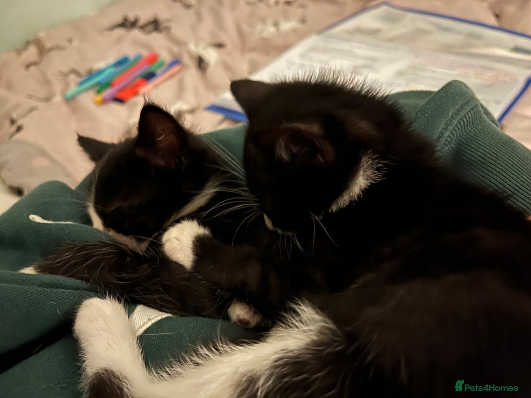 Mixed Breed cats for sale: Two kittens looking for family together - Advert 7