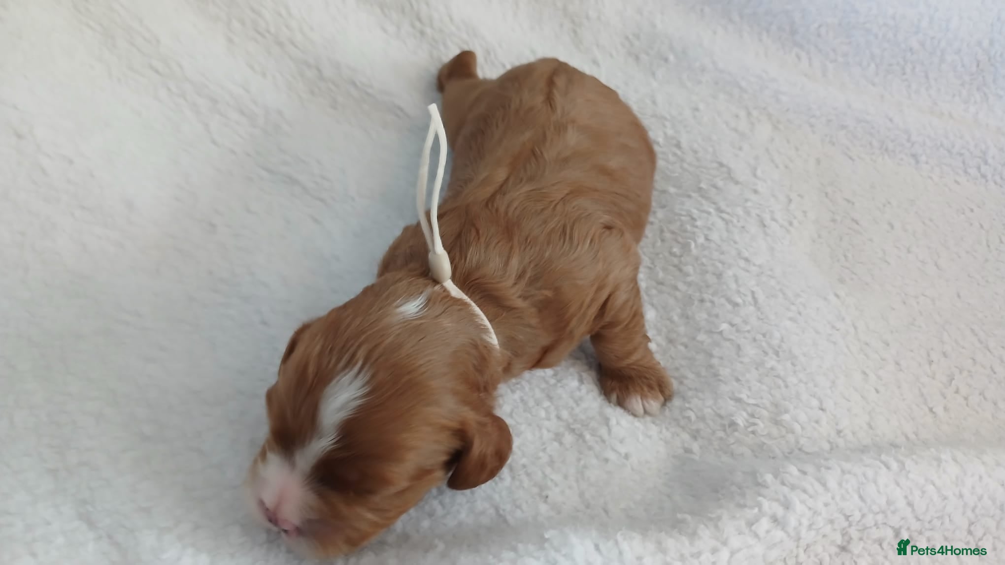 Cavapoo dogs F1 CAVAPOO PUPPIES  - Advert 2