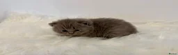 British Shorthair cats for sale: Gccf registered British shorthair kittens - Advert 7