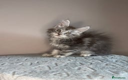 Maine Coon cats for sale: Russian Line maine coon kittens  in Market Rasen - Image 4
