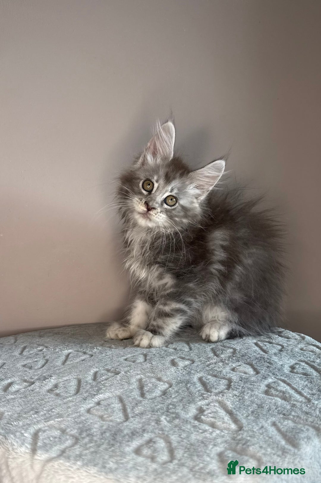 Maine Coon cats for sale: Russian Line maine coon kittens  in Market Rasen - Image 4