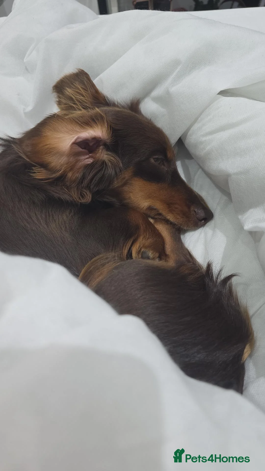Miniature Dachshund dogs for sale: KC registered long haired mini dacshund in Inverkeithing - Advert 2