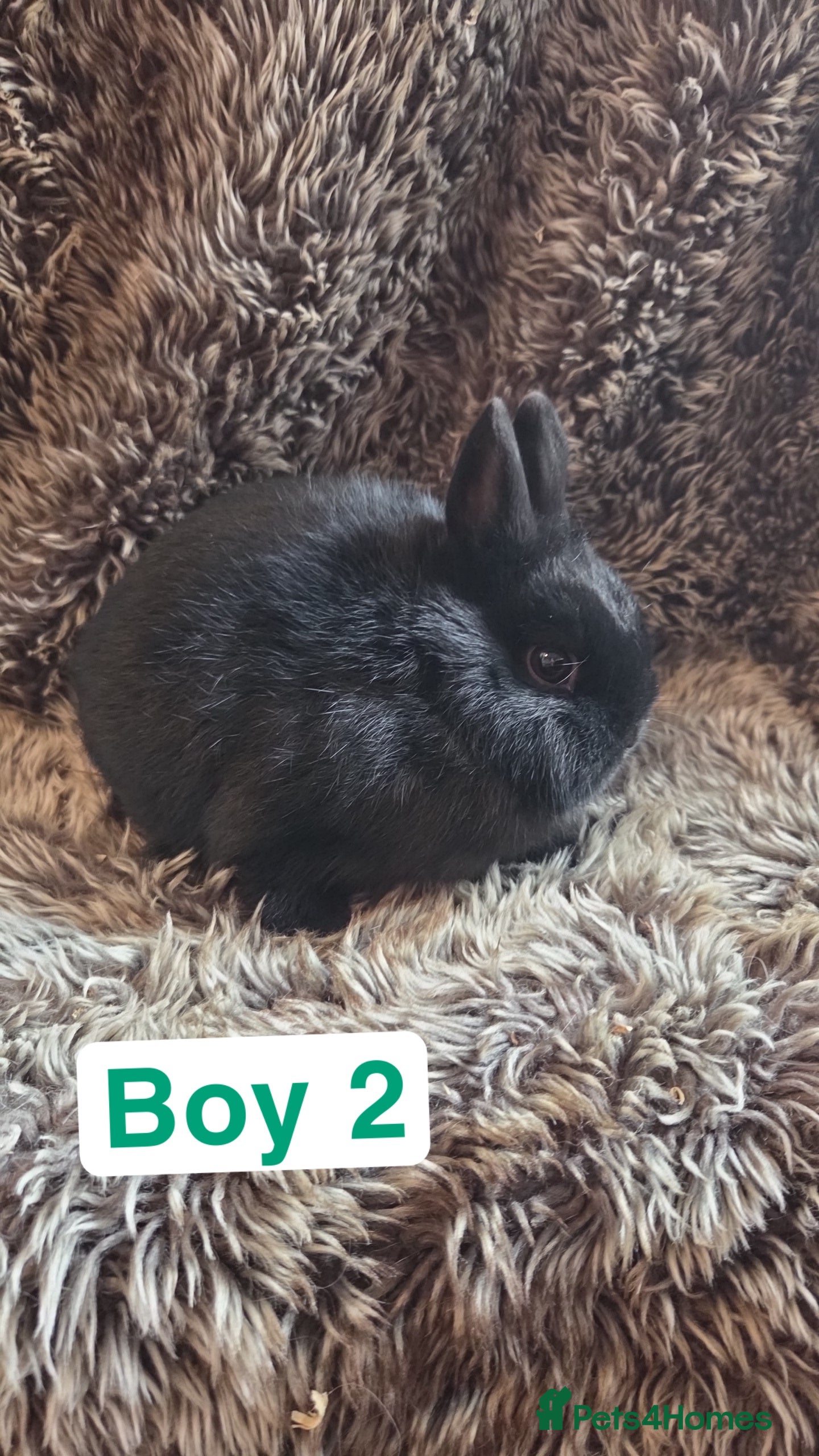 Netherland Dwarf rabbits Baby Netherland Dwarf *LAST ONE* - Advert 3