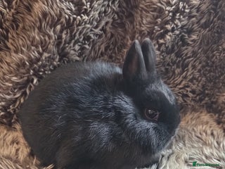 Netherland Dwarf rabbits Baby Netherland Dwarf *LAST ONE* - Advert 6