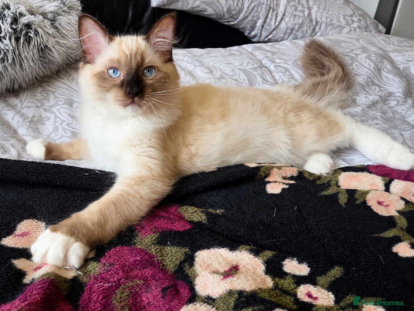 Ragdoll cats Fluffy ragdoll boy - Advert 1