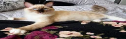 Ragdoll cats for sale: Fluffy ragdoll boy - Advert 1