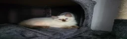 Ragdoll cats for sale: GCCF REGISTERED RAGDOLL KITTENS  - Advert 4