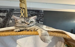 Scottish Fold cats for sale: Scottish Fold Kittens Variety of Colours - Image 23