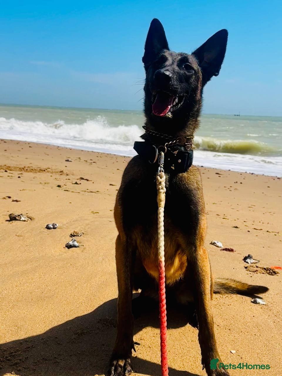 Belgian Shepherd Dog dogs Belguim shepherd Mali  - Advert 1