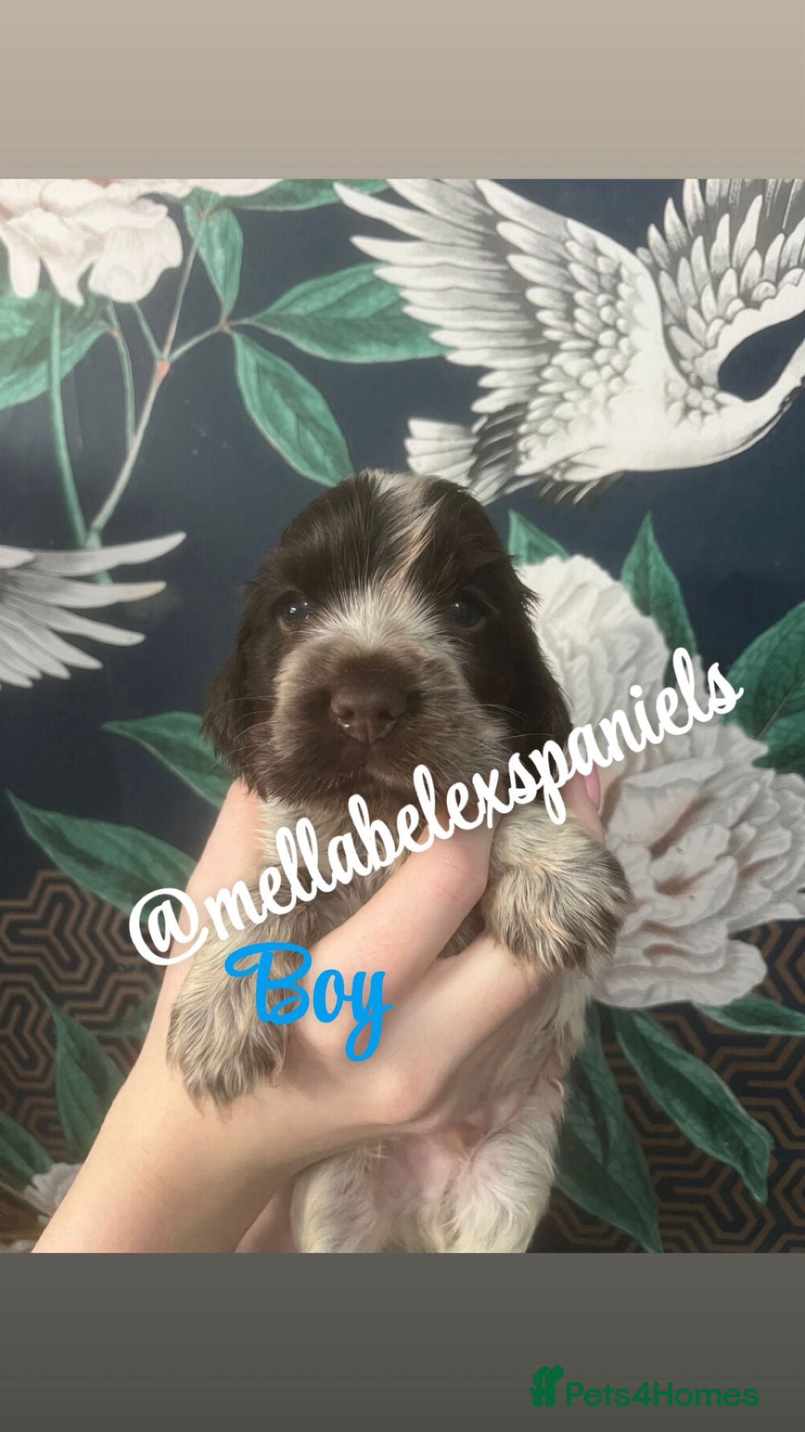 Cocker Spaniel dogs 1 KC REG SHOW COCKER BOY, HEALTH TESTED - Advert 1