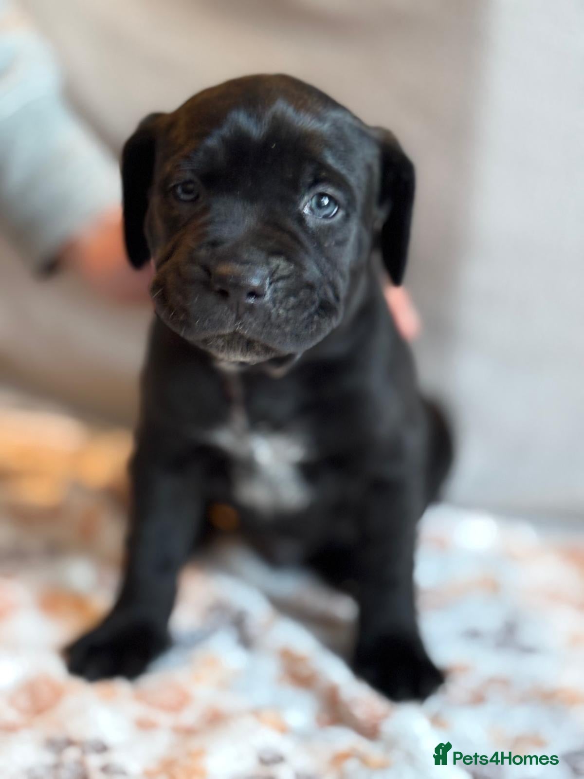 Mixed Breed dogs *ITALIAN MASTIFFS* Cane Corso x Presa Canario Pups - Advert 1