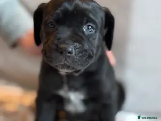 Mixed Breed dogs *ITALIAN MASTIFFS* Cane Corso x Presa Canario Pups - Advert 1