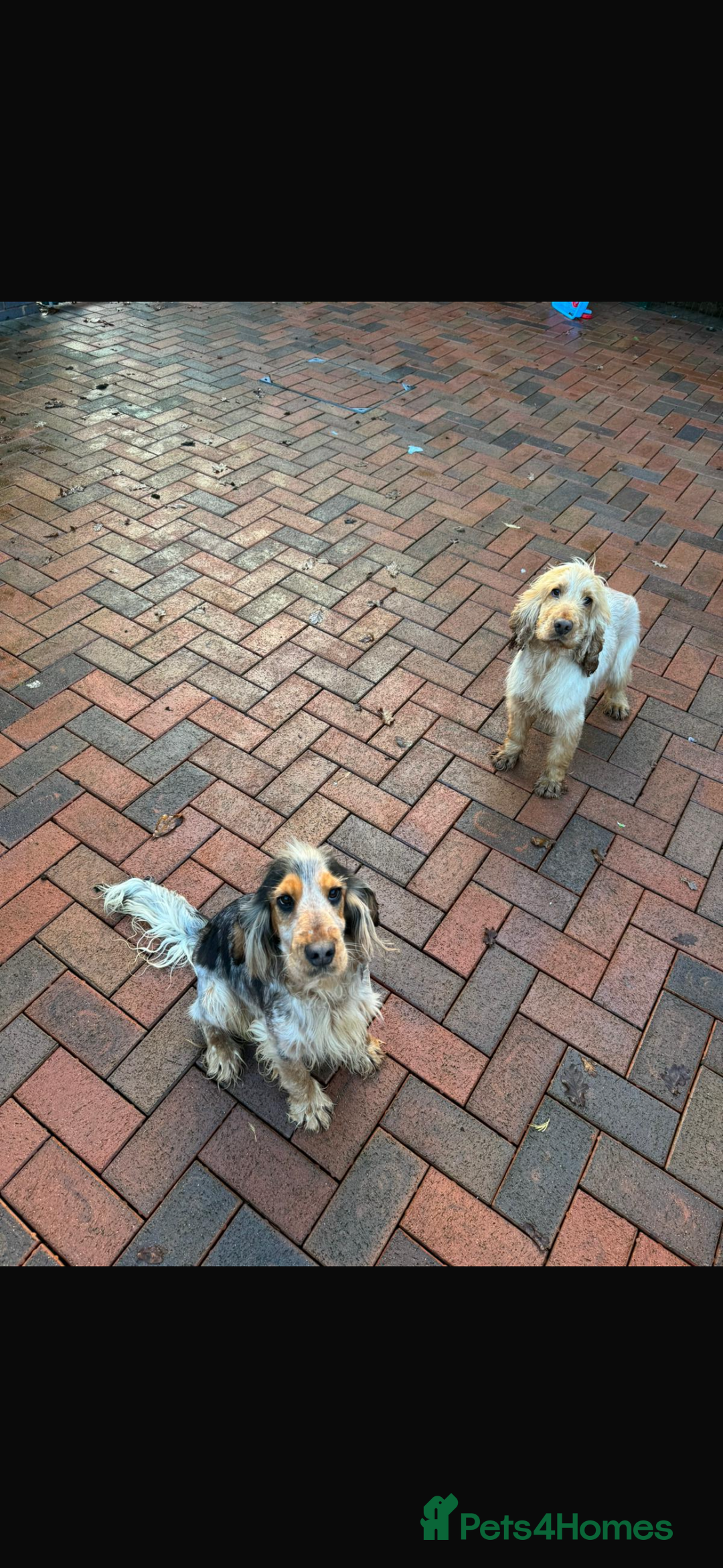 Cocker Spaniel dogs for sale: Last 2 boys fully vaccinated health checked  - Image 20