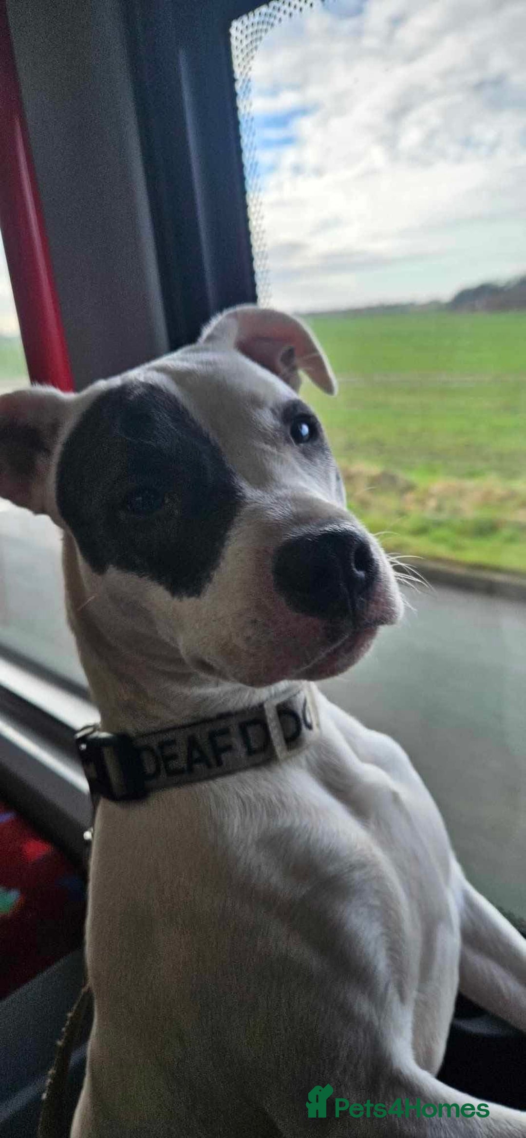 Mixed Breed dogs for sale: DEAF Staffy mix  - Advert 2
