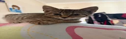 Mixed Breed cats for sale: Kittens looking for a forever home - Advert 17