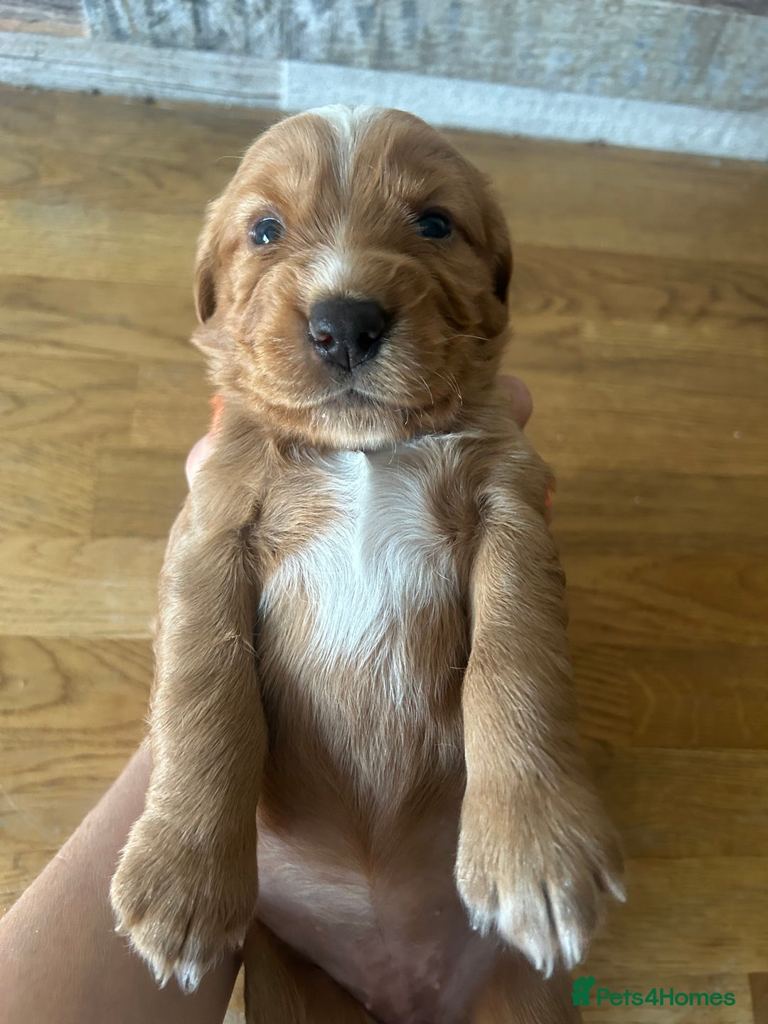 Cocker Spaniel dogs for sale: Baby Cocker Spaniels working type - Image 20