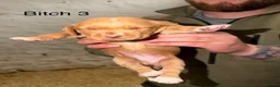 Cockerdor dogs for sale: ⭐ Exceptional Cockerdor Puppies ⭐ - Advert 17