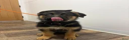 German Shepherd dogs for sale: Jodie - Advert 2