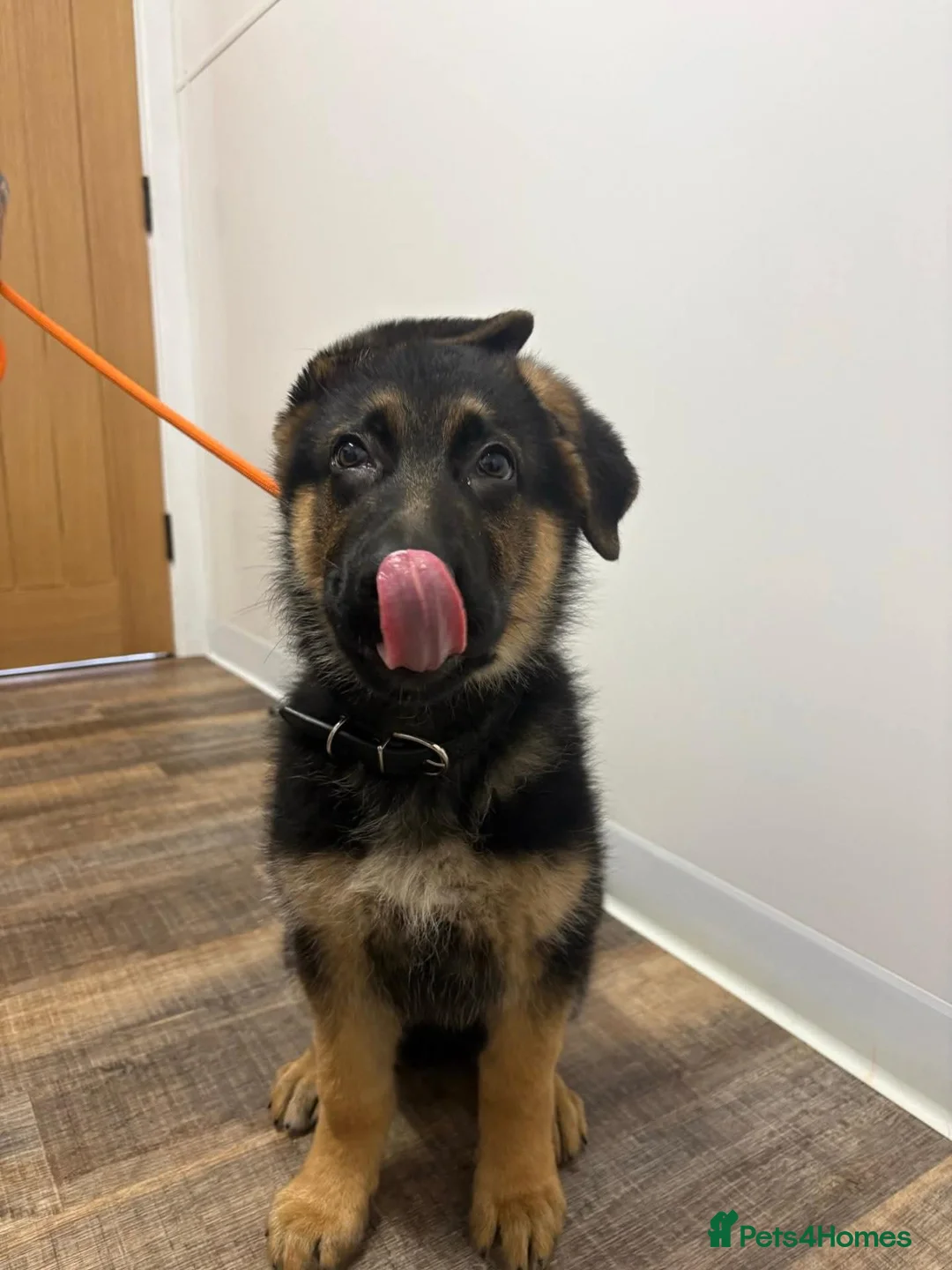German Shepherd dogs for sale: Jodie - Advert 2