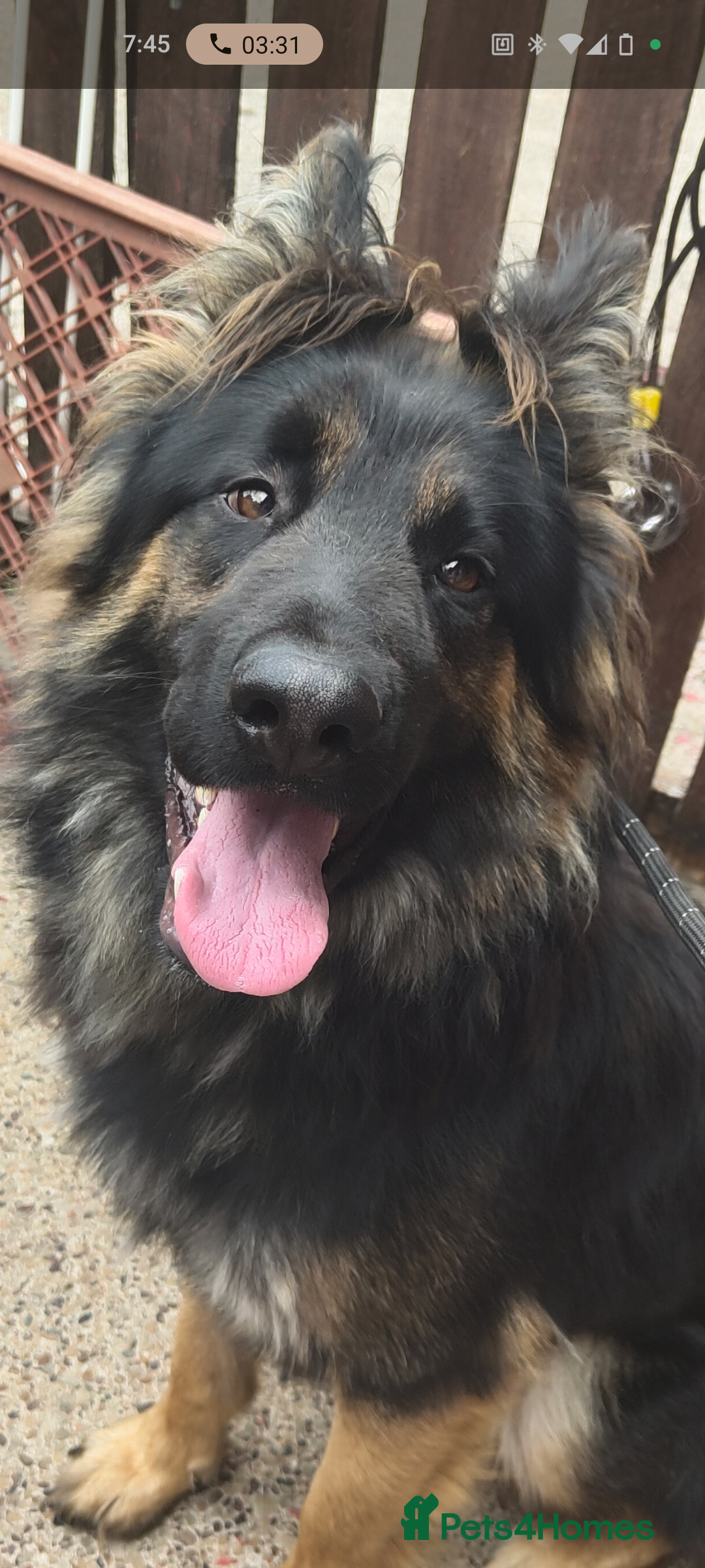 Mixed Breed dogs for sale: German shepherd cross deerhound  - Image 3