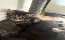 Domestic Shorthair cats for sale: 5 beautiful kittens 🖤 - Image 6
