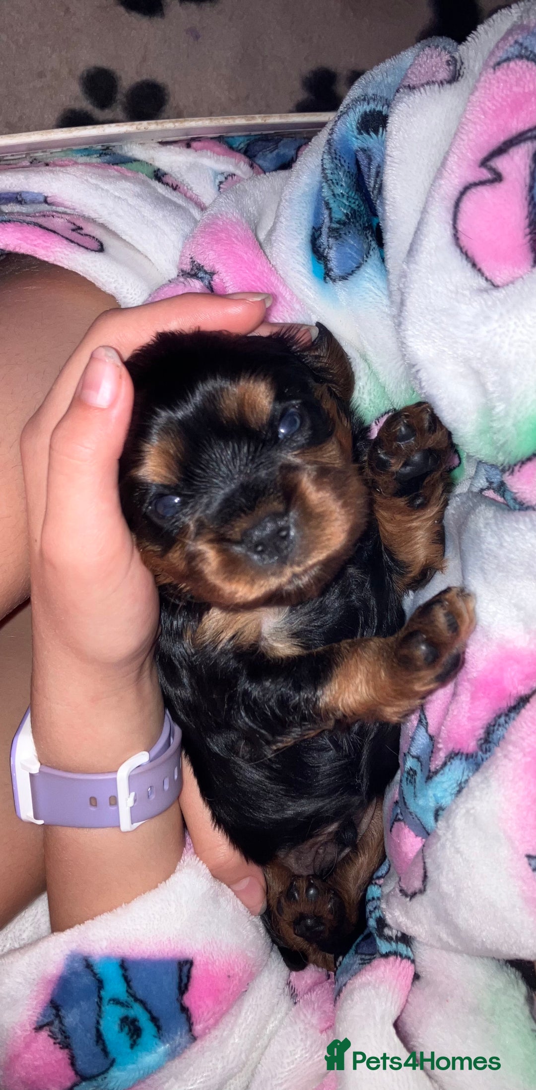 Cavalier King Charles Spaniel dogs for sale: RUBY BOY LEFT -Beautiful KC cavalier King Charles  - Advert 8