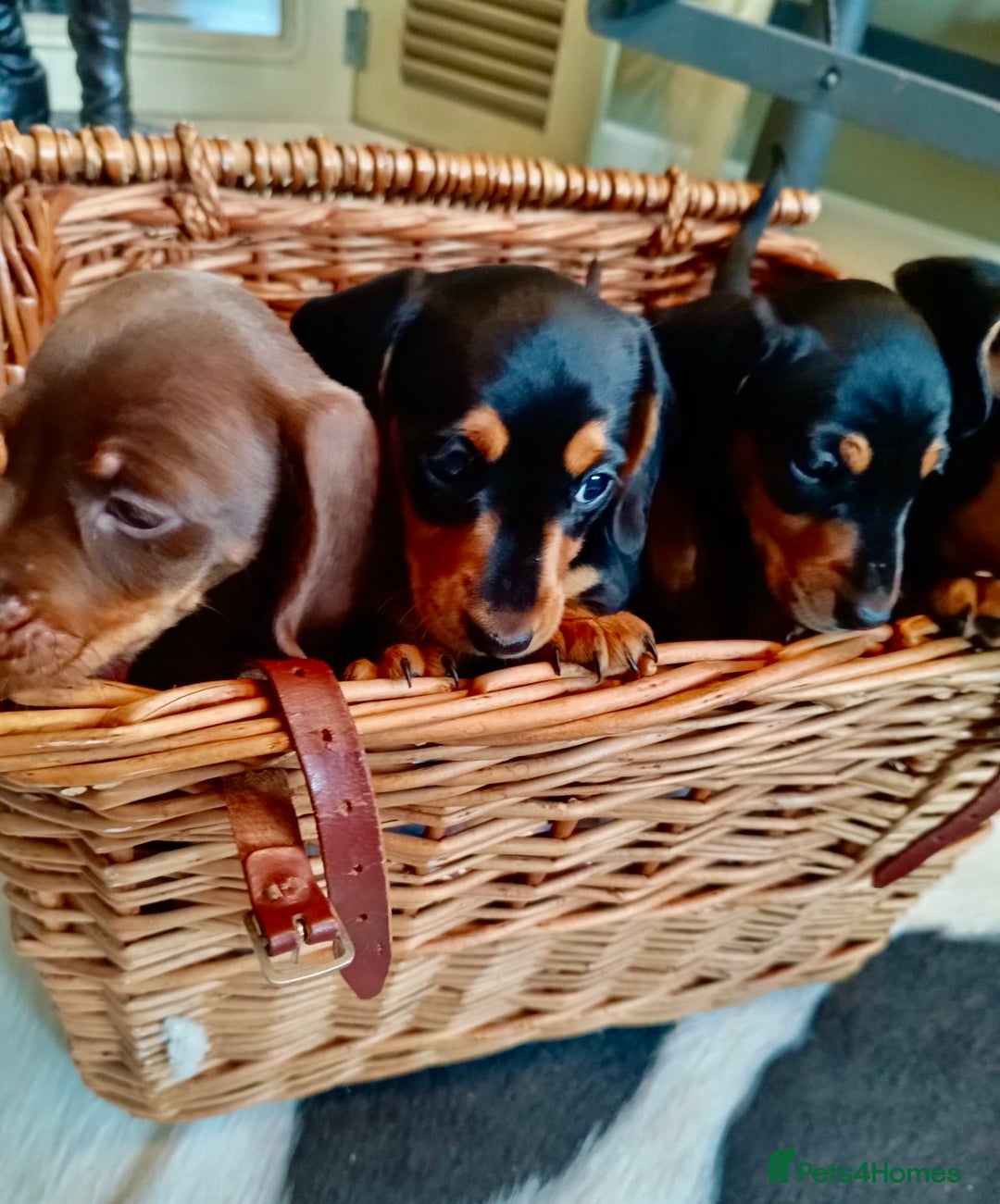 Miniature Dachshund dogs for sale: REDUCED. KC:reg Two Boys Smooth  - Image 13