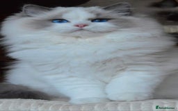 Ragdoll cats for sale: 🩷✨️WAITING LIST ExclusiveKittens💖 TICA🏆cattery - Advert 13